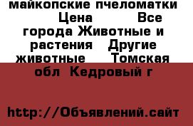  майкопские пчеломатки F-1  › Цена ­ 800 - Все города Животные и растения » Другие животные   . Томская обл.,Кедровый г.